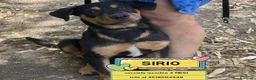 Meticcio cani in regalo: Sirio cucciolo cerca casa mix rottweiler corso - Annuncio 1