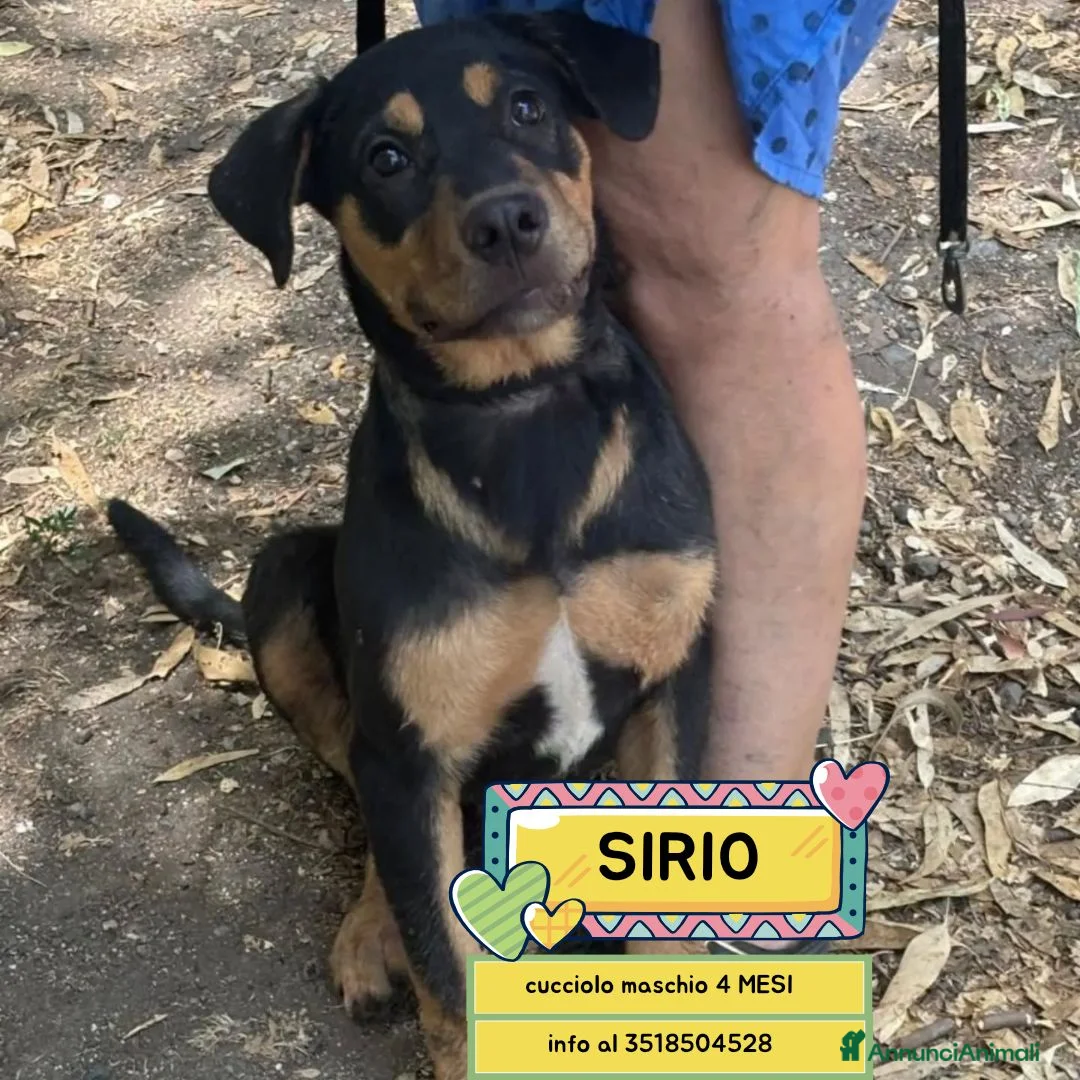 Meticcio cani in regalo: Sirio cucciolo cerca casa mix rottweiler corso - Annuncio 1