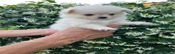 Chihuahua cani in vendita: Chihuahua femmina  - Annuncio 5