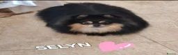 Volpino Pomerania cani in vendita: Femminuccia pomerania  - Annuncio 2