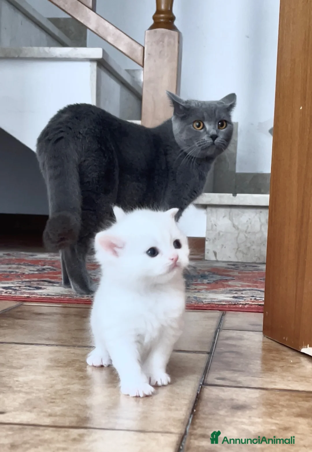 British gatti in vendita: adorabile e meraviglioso gattini  - Annuncio 18