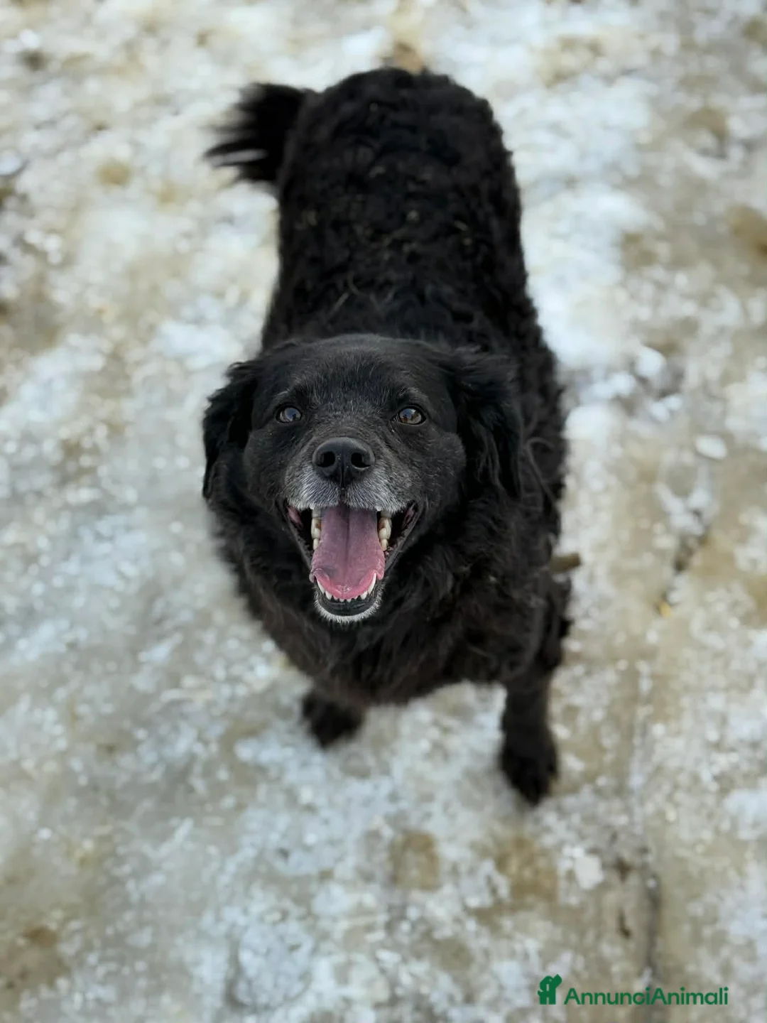 Meticcio cani in regalo: CHEOPE e ISIDE, mamma e figlia INVISIBILI! - Annuncio 9