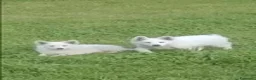 Pastore Svizzero cani in vendita: Pastore svizzero bianco cuccioli a Provincia di Brescia - Annuncio 4