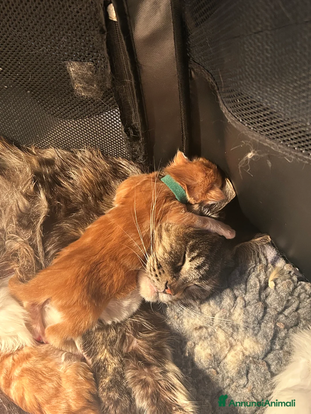 Maine Coon gatti in vendita: Maine Coon - Annuncio 2