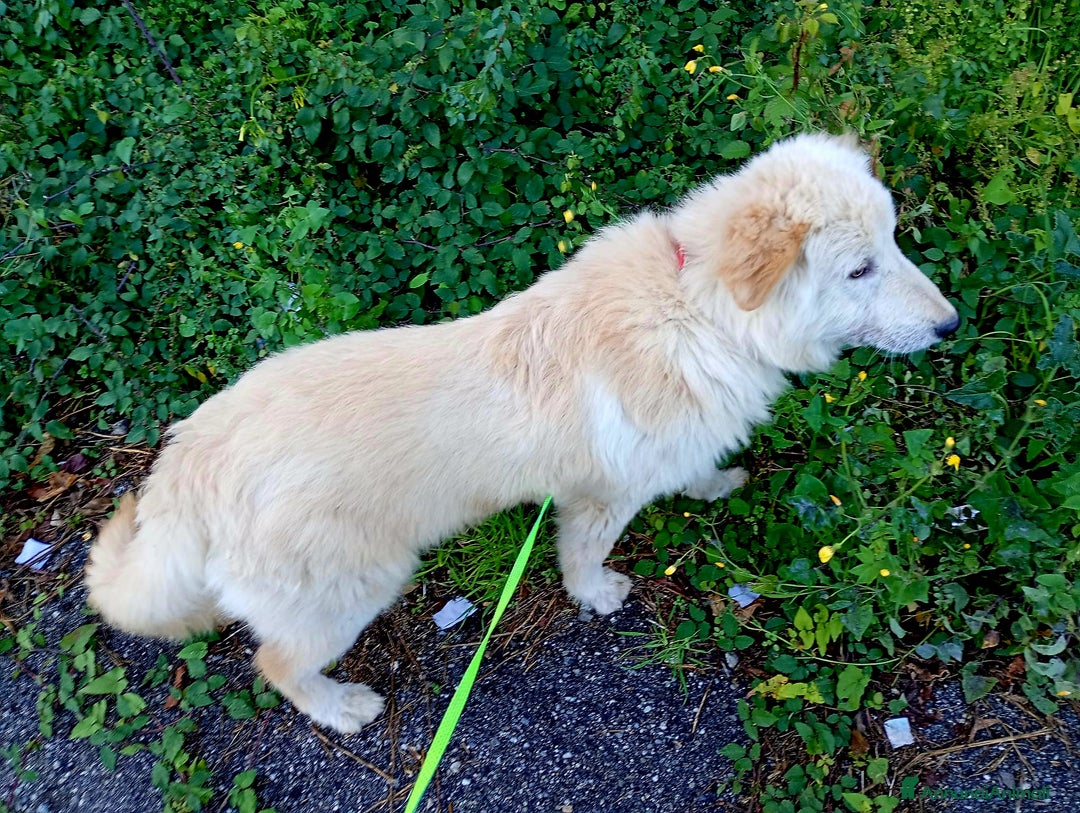 Meticcio cani in regalo: UNA MAMMA PER AKI - Annuncio 5