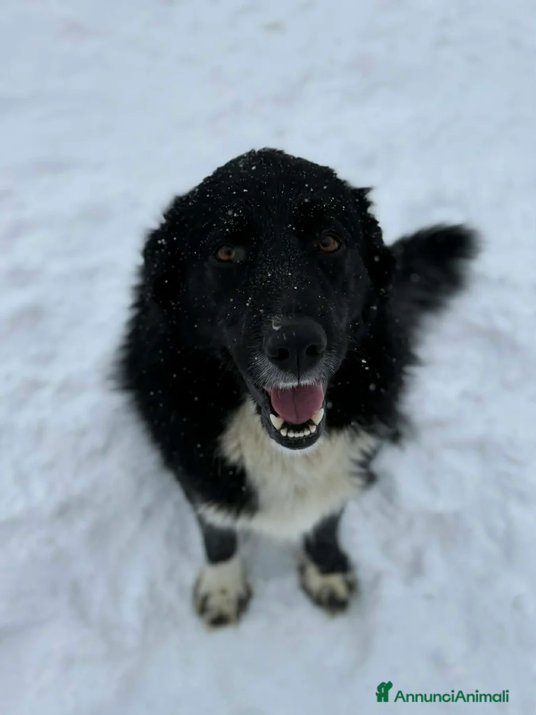 Meticcio cani in regalo: DEJAN, affettuosissimo cagnolone di taglia GRANDE - Annuncio 6