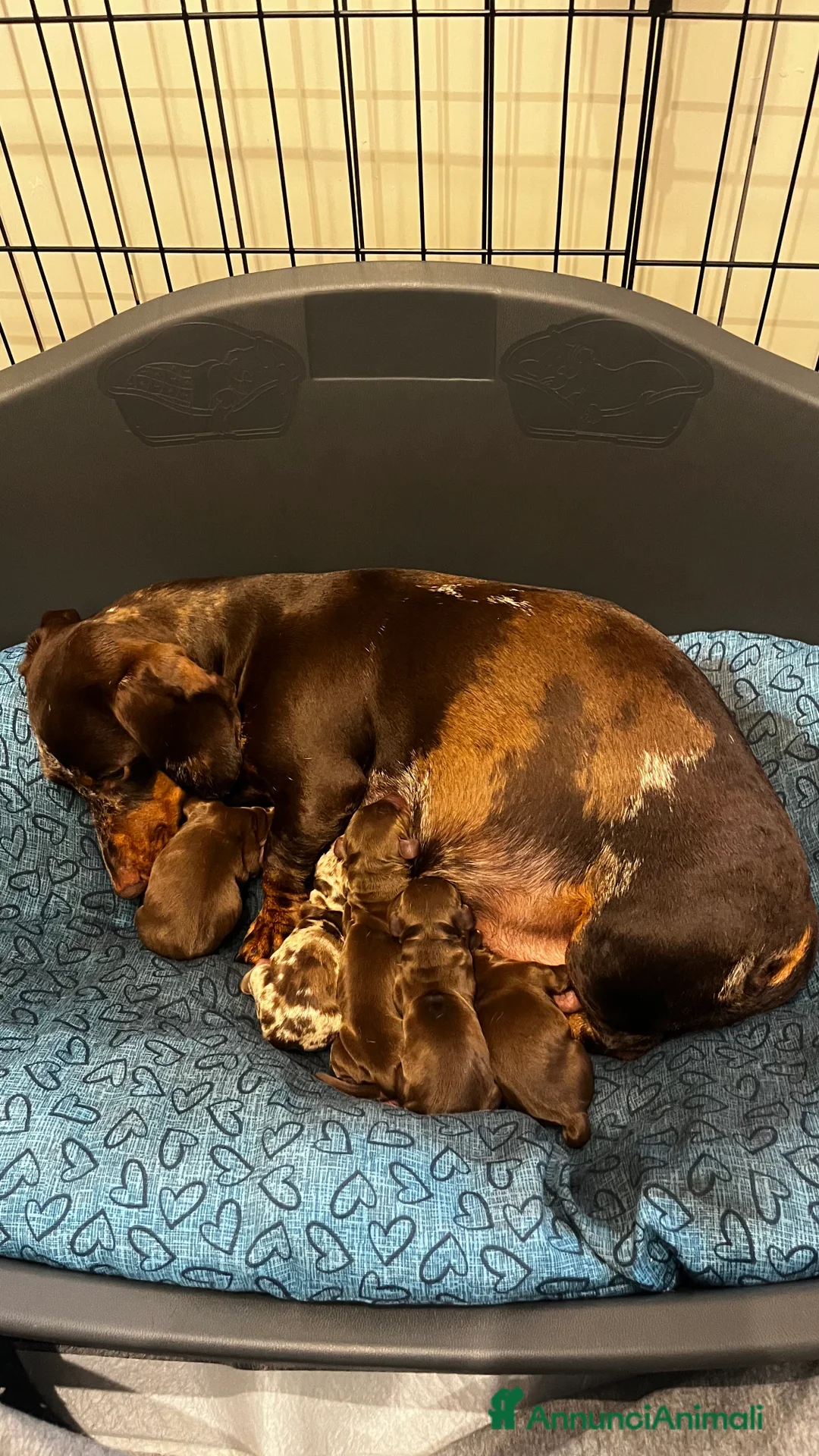 Bassotto cani in vendita: Cuccioli di bassotto  a Città metropolitana di Milano - Annuncio 2