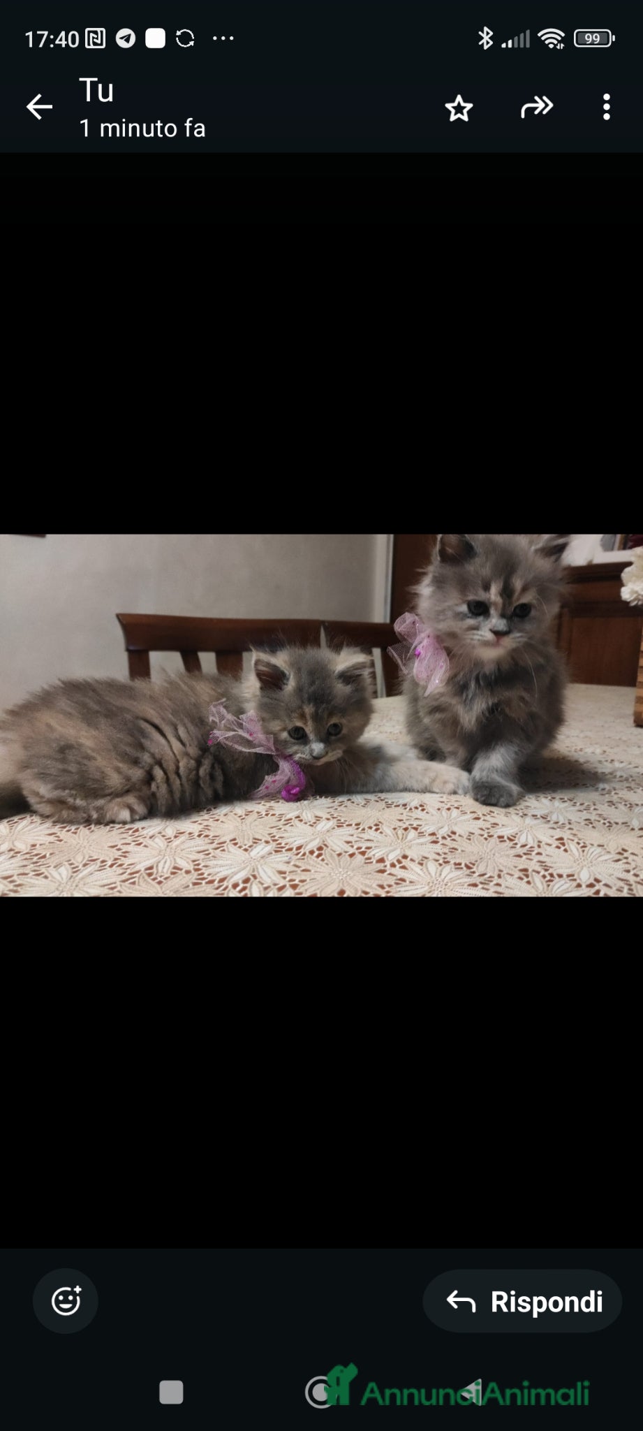 Persiano gatti Cucciola di persiano tricolore  - Annuncio 1