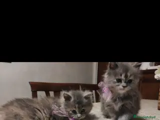 Persiano gatti Cucciola di persiano tricolore - Annuncio 1