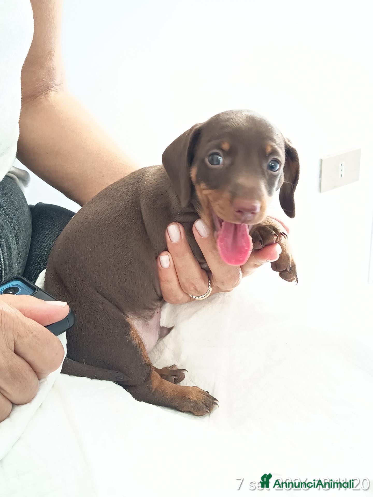 Bassotto cani Cucciolo di bassotto tedesco con Pedigree Enci/Fci - Annuncio 6