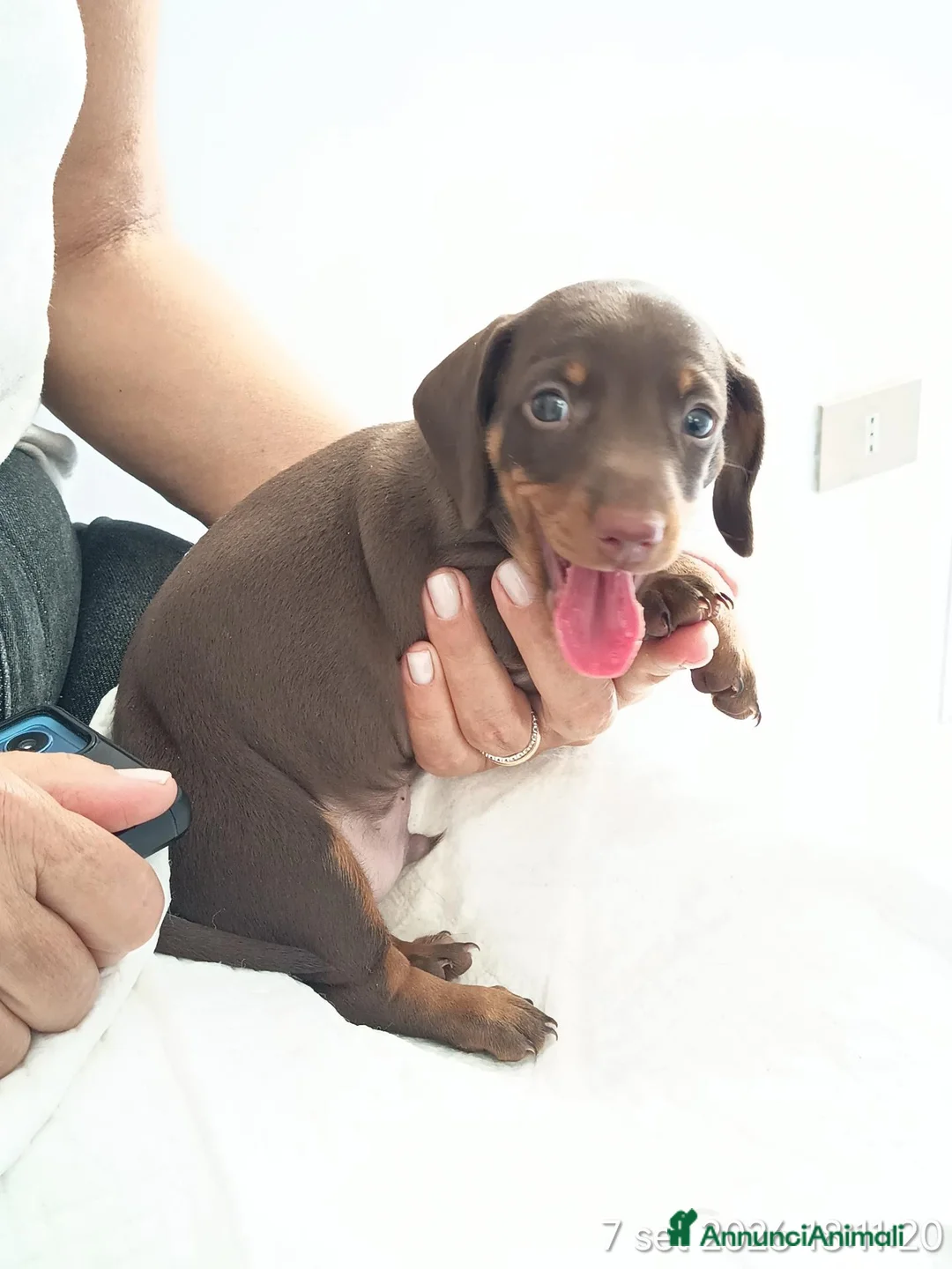 Bassotto cani in vendita: Cucciolo di bassotto tedesco con Pedigree Enci/Fci - Annuncio 1