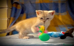 Siamese gatti in regalo: Gattino occhi azzurri incrocio siamese a Metropolitan City of Rome Capital - Immagine 6