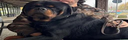 Rottweiler cani in vendita: Rottweiler con pedigree pagamenti agevolati  - Annuncio 3