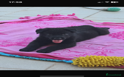 Pastore Tedesco cani in vendita: Disponibili cuccioli di pastore tedesco nero a Provincia di Matera - Immagine 1