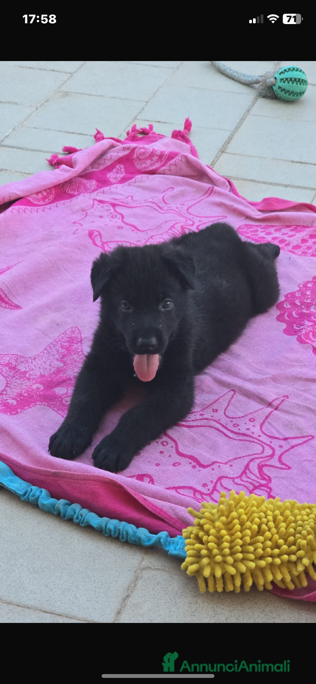 Pastore Tedesco cani in vendita: Disponibili cuccioli di pastore tedesco nero a Provincia di Matera - Immagine 1