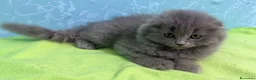 Scottish gatti in vendita: Gattino scottish fold  - Annuncio 7