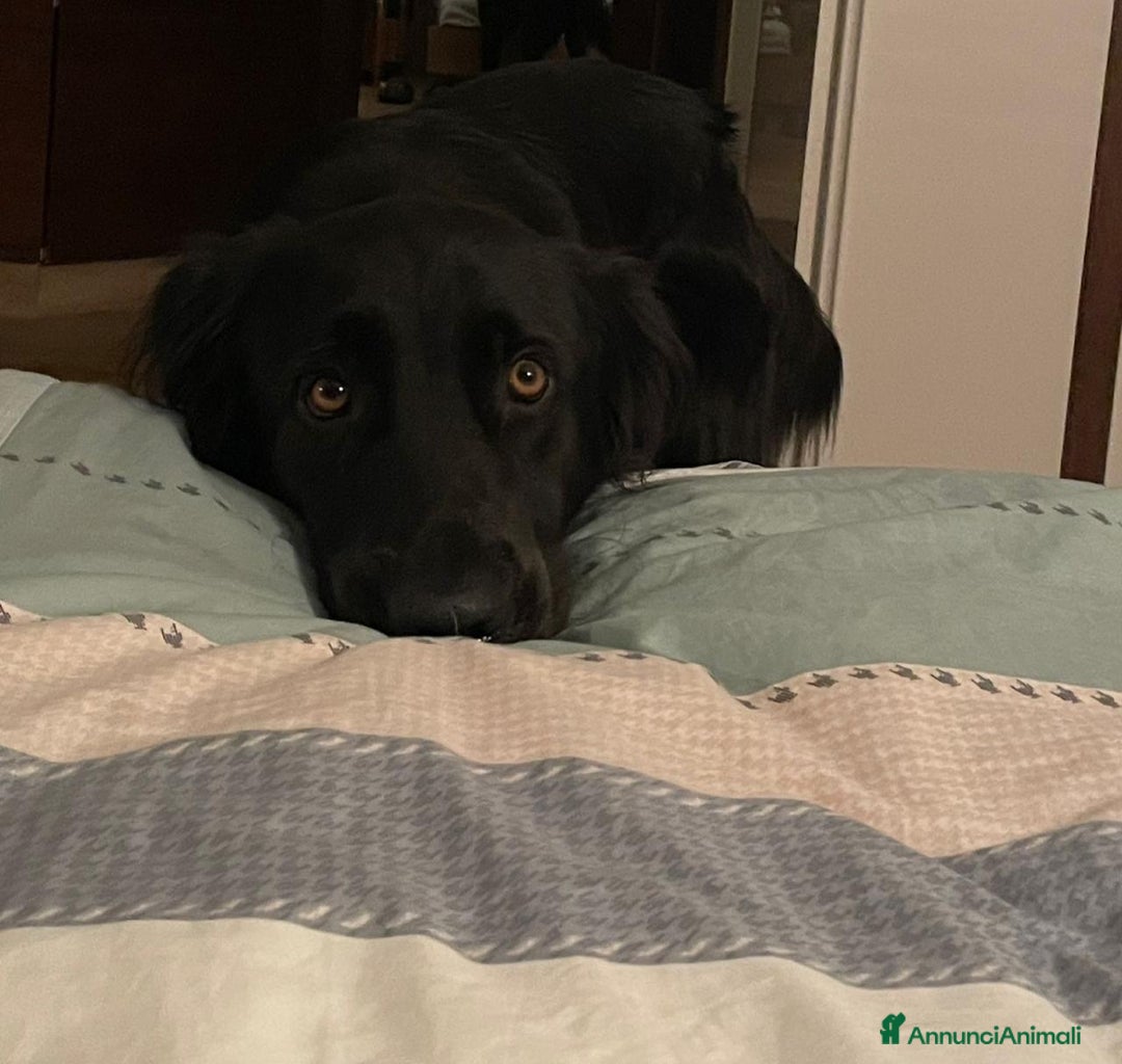 Meticcio cani in regalo: Blackie, Simil Flat Coat Retriever - Annuncio 1