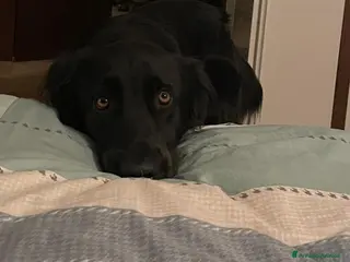 Meticcio cani Blackie, Simil Flat Coat Retriever - Annuncio 28