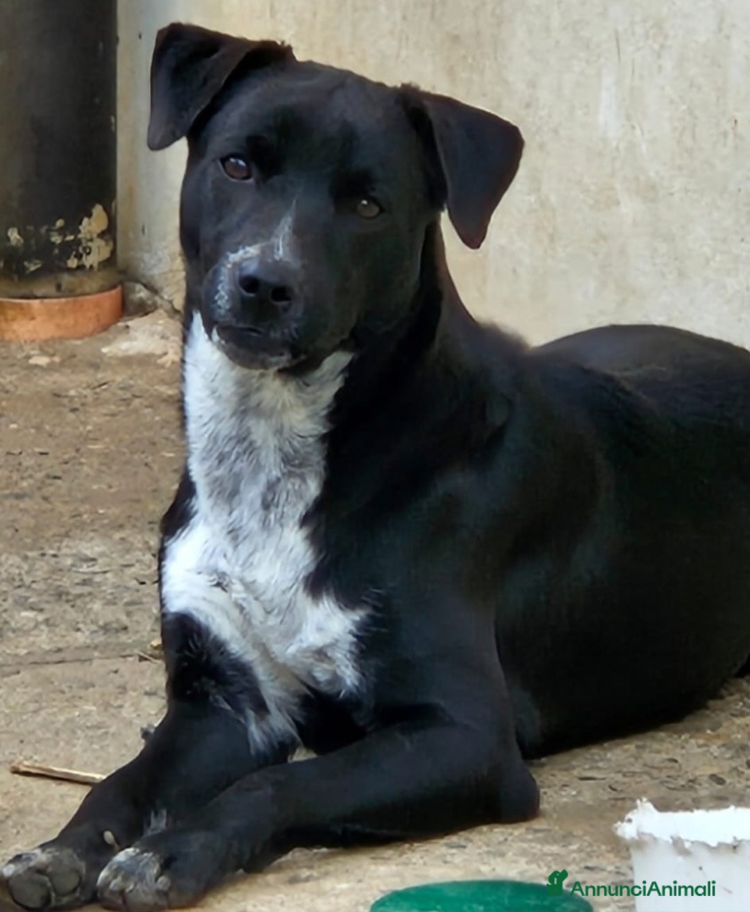 Meticcio cani in regalo: MICKY MIX LABRADORINO - Annuncio 4