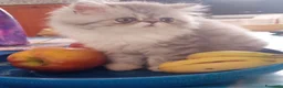 Persiano gatti in vendita: Gattino Persiano Cincillà Silver Tabby - Annuncio 10
