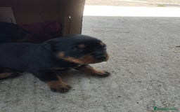 Rottweiler cani in vendita: Cuccioli di rottweiler  a Provincia di Verona - Immagine 2