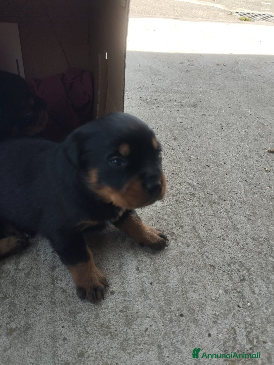 Rottweiler cani in vendita: Cuccioli di rottweiler  a Provincia di Verona - Immagine 2