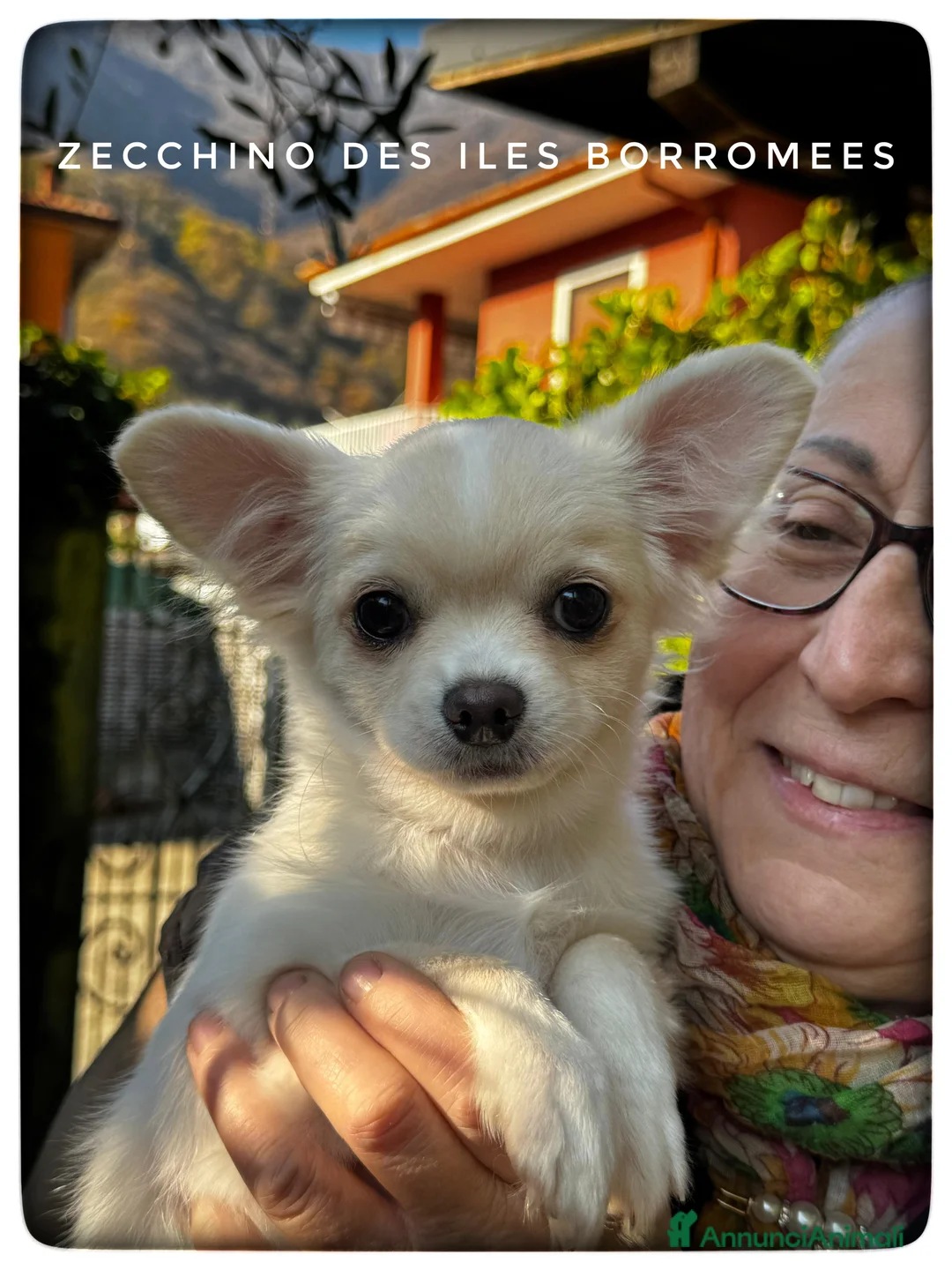 Chihuahua cani in vendita: CHIHUAHUA PELO LUNGO - MASCHI - Annuncio 9