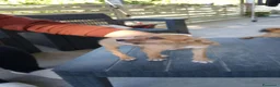 Meticcio cani in regalo: Cuccioli orfani in regalo  - Annuncio 3