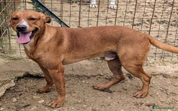 Meticcio cani in regalo: ADOTTA CORFU' a Provincia di Novara - Immagine 5