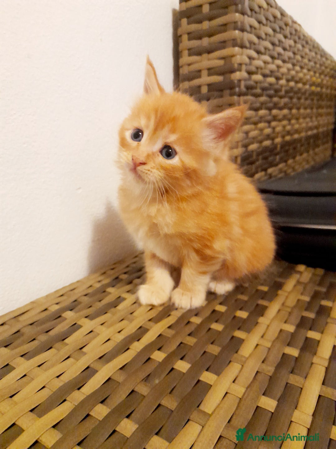 Maine Coon gatti in vendita: Gattini disponibili  - Annuncio 2