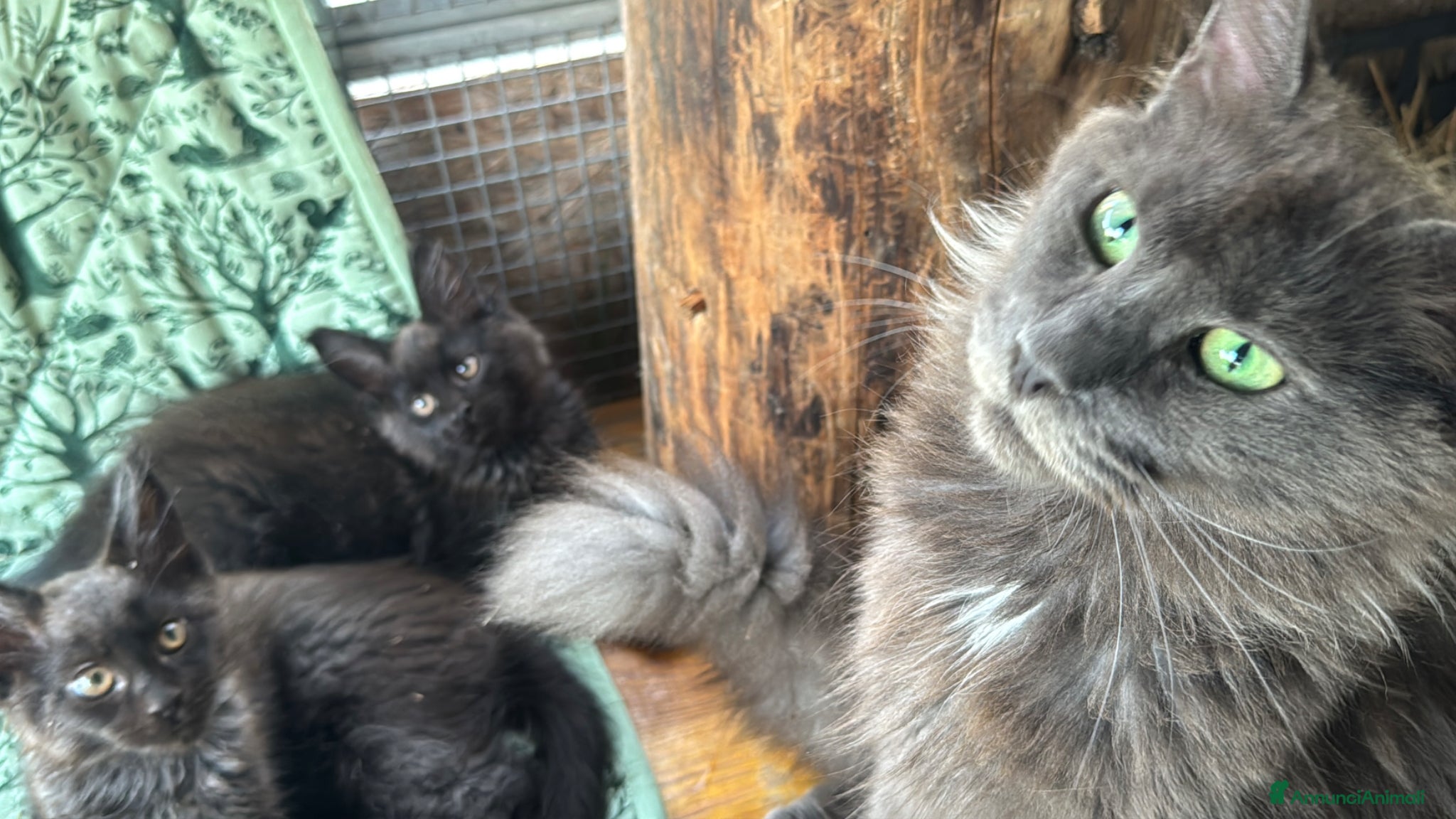 Maine Coon gatti Cuccioli di maine coon manto black smoke - Annuncio 29