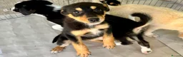 Meticcio cani in regalo: Flora a Provincia di Arezzo - Annuncio 4