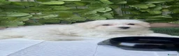 Maltese cani in vendita: Cucciola di Maltese 3 mesi - Annuncio 2
