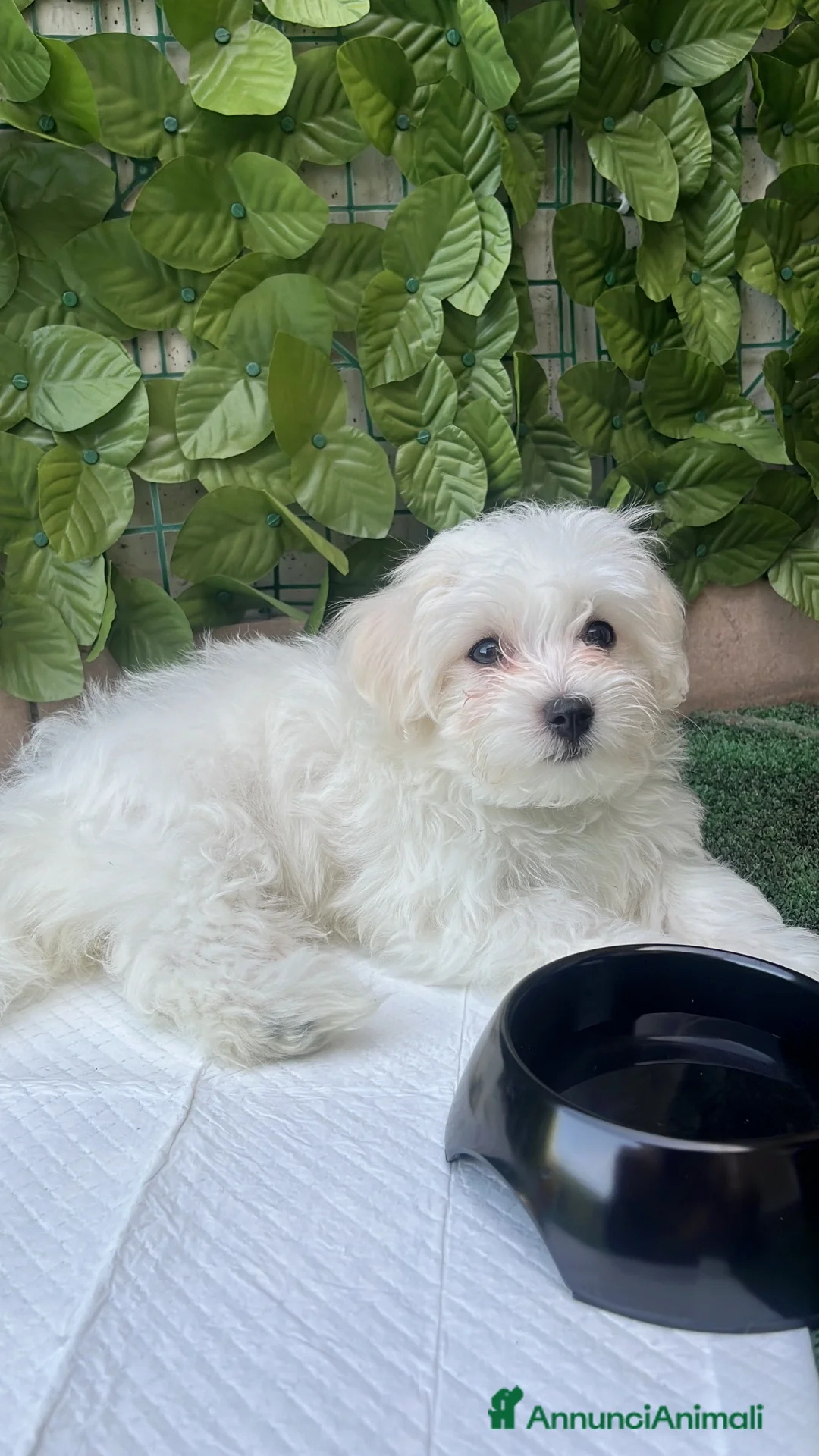 Maltese cani in vendita: Cucciola di Maltese 3 mesi - Annuncio 2