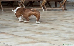 Bulldog cani in vendita: Vendo Bulldog Inglese Maschio a Provincia di Lecce - Immagine 5