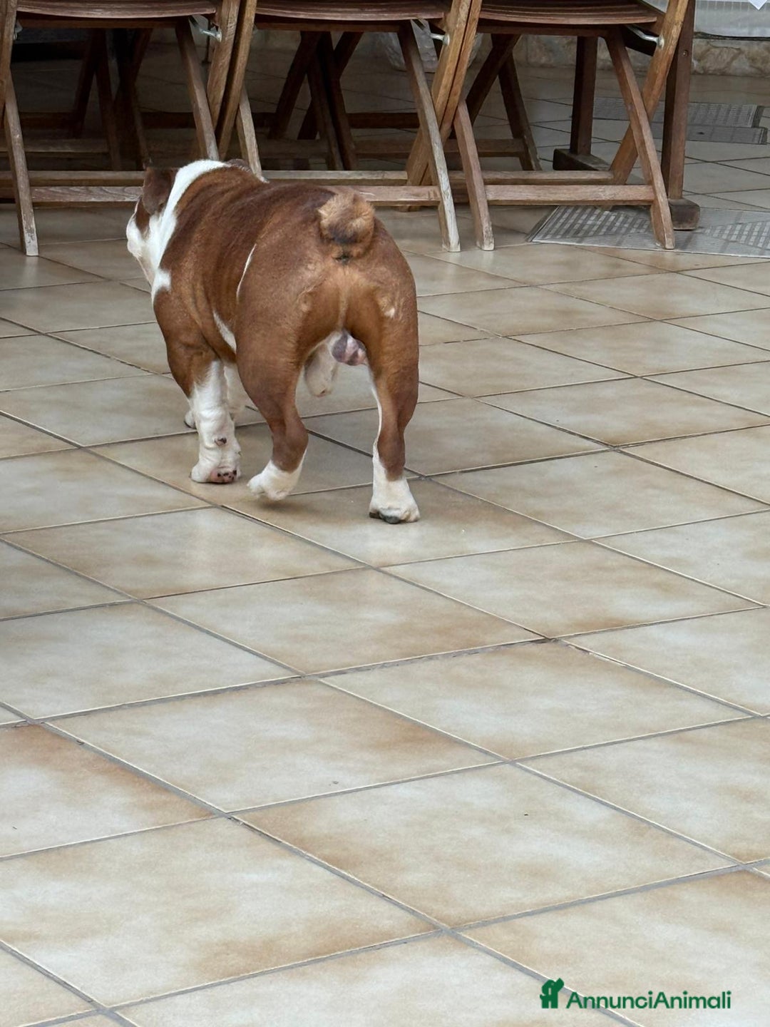 Bulldog cani in vendita: Vendo Bulldog Inglese Maschio a Provincia di Lecce - Immagine 5
