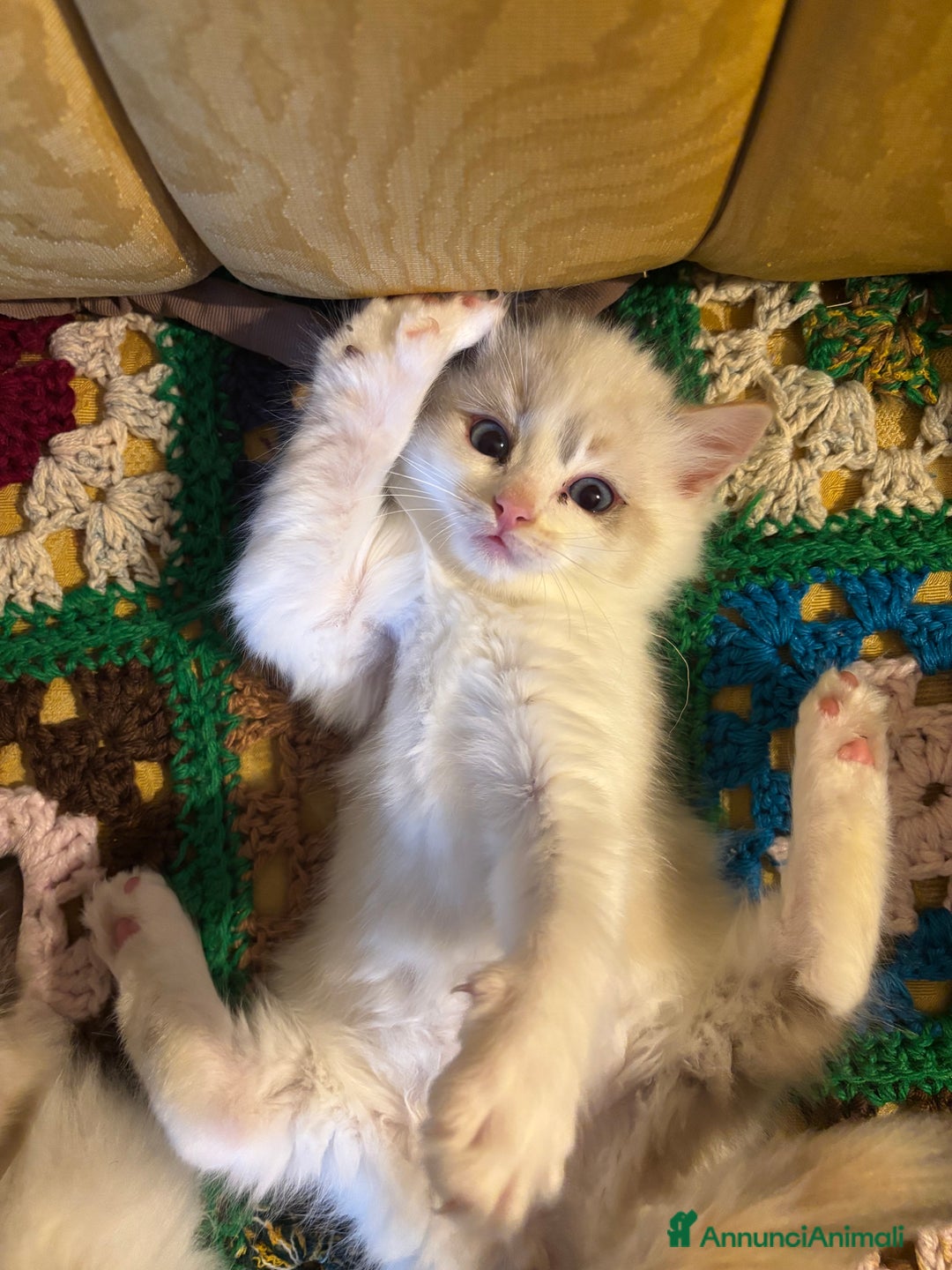 Ragdoll gatti in vendita: Splendidi gattini Ragdoll con pedigree  - Annuncio 7