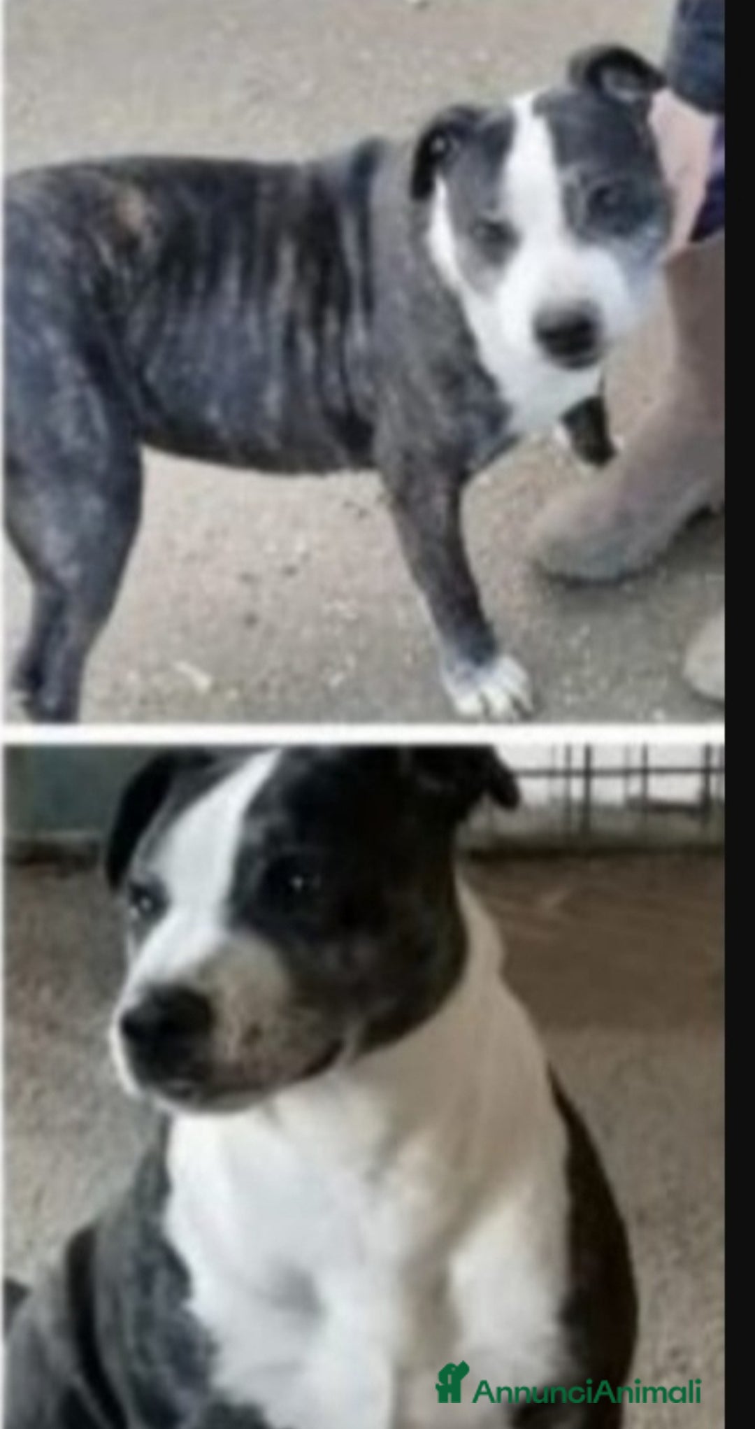 Meticcio cani in regalo: Zeus molossino invecchia in canile.CASERTA  a Città metropolitana di Milano - Annuncio 4