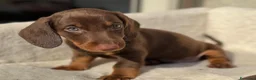 Bassotto cani in vendita: Bassotti cuccioli  - Annuncio 5