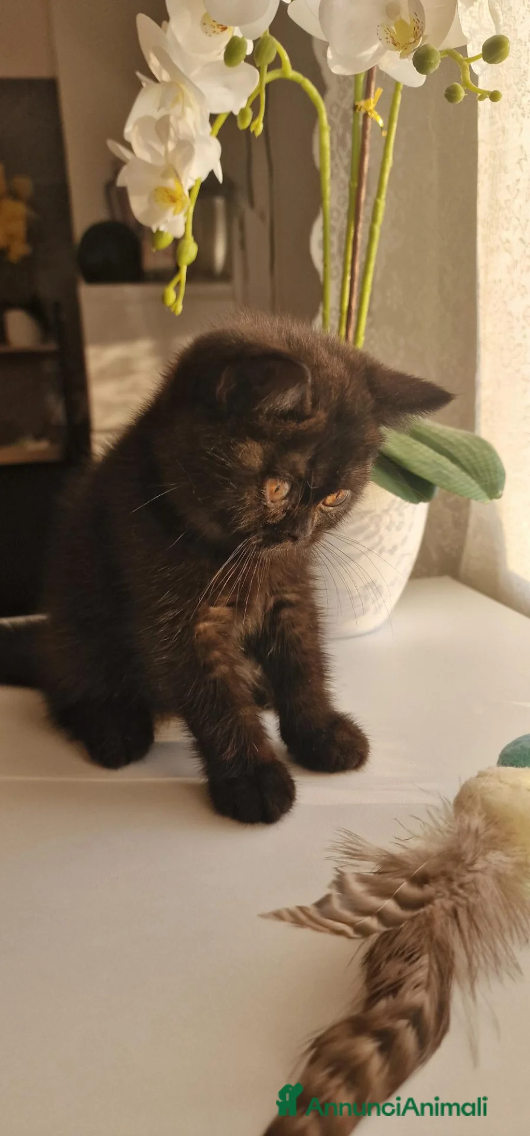 British gatti in vendita: British  - Annuncio 2