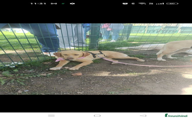 Meticcio cani a Provincia di Lecco - Annuncio 3