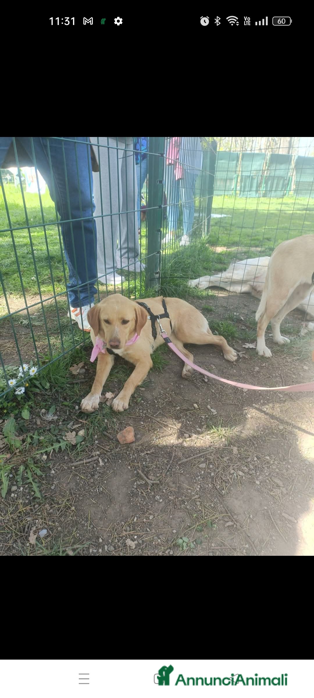 Meticcio cani in regalo: Malva  a Provincia di Lecco - Immagine 1