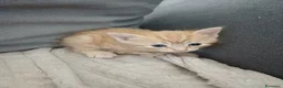 Europeo gatti in regalo: Gattini cercano casa!  - Annuncio 2