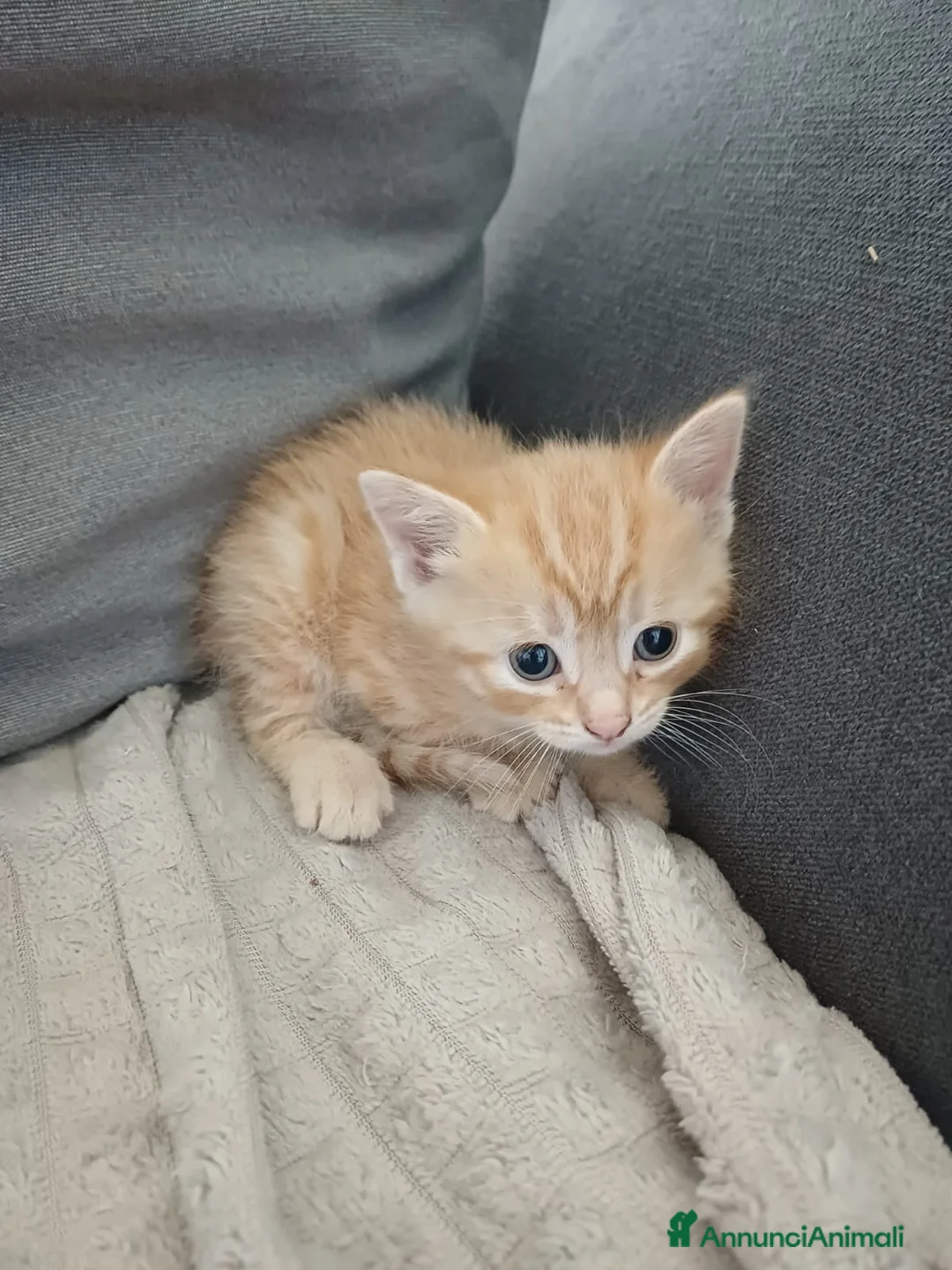 Europeo gatti in regalo: Gattini cercano casa!  - Annuncio 2