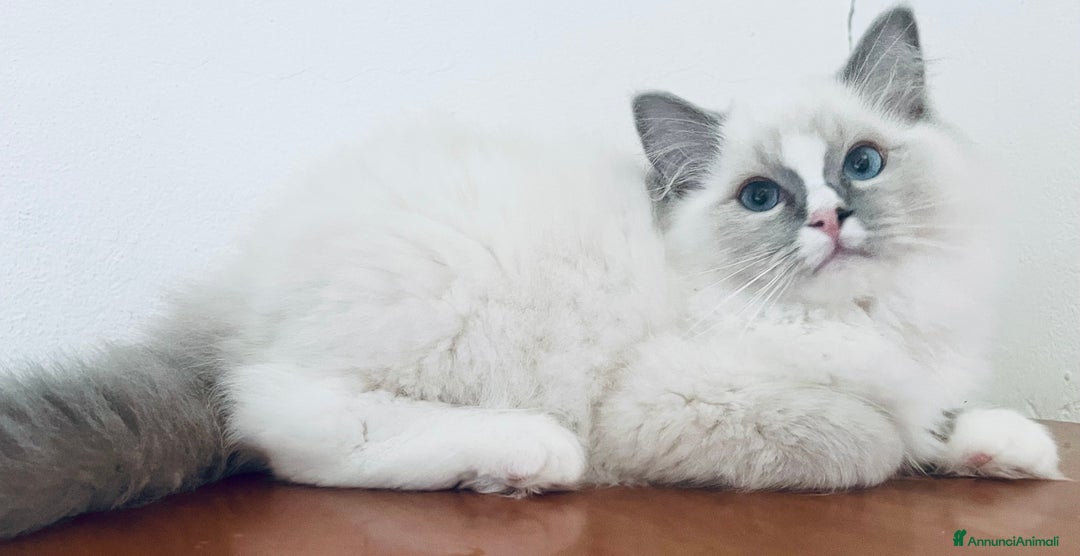 Ragdoll gatti in vendita: Gattino Ragdoll pura razza pedigree qualità show a Provincia di Parma - Immagine 2