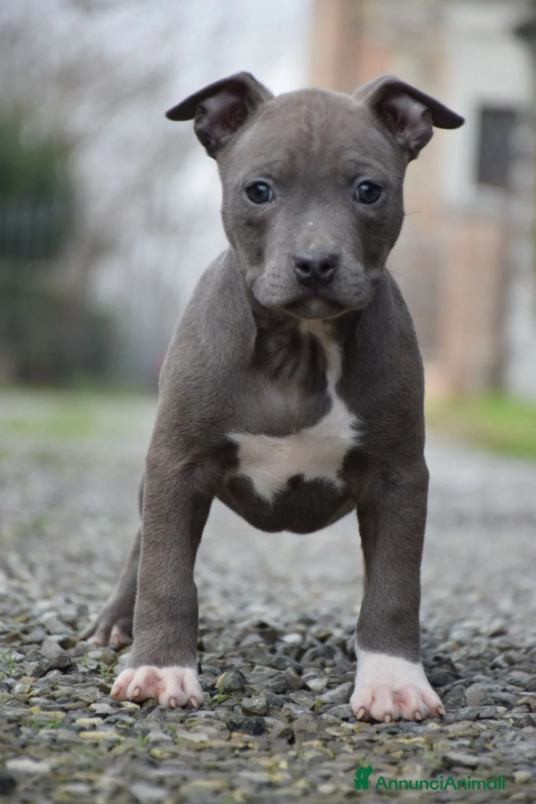 Pitbull cani in vendita: Cuccioli Pit Bull con pedigree anche a rate! - Annuncio 7