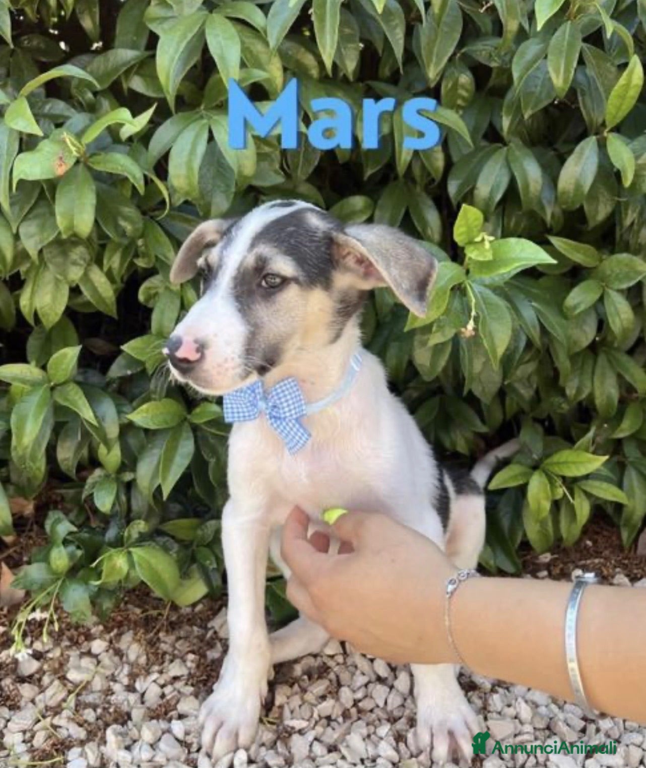 Meticcio cani Mars il cucciolo fantasia in canile - Annuncio 14