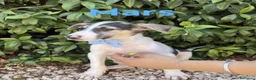 Meticcio cani in regalo: Mars il cucciolo fantasia in canile - Annuncio 1