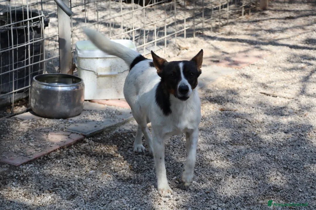 Meticcio cani in regalo: Bonnie: adozione del cuore  - Annuncio 2