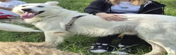 Pastore Svizzero cani in regalo: Gucci, uno splendido pastore svizzero - Annuncio 8